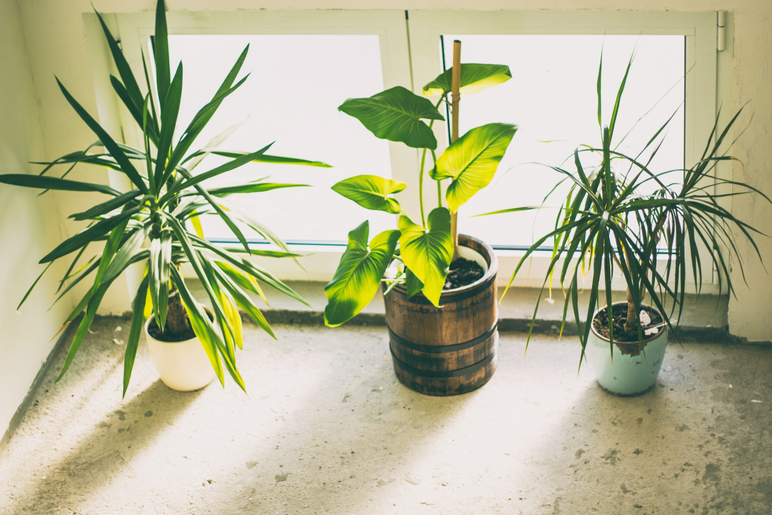 Cultivating a Green Thumb: The Benefits of Indoor Plants and How to Start Your Indoor Garden